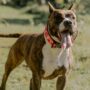 Copertina di Bambina di 2 anni e la nonna aggredite da un pitbull: la piccola è grave