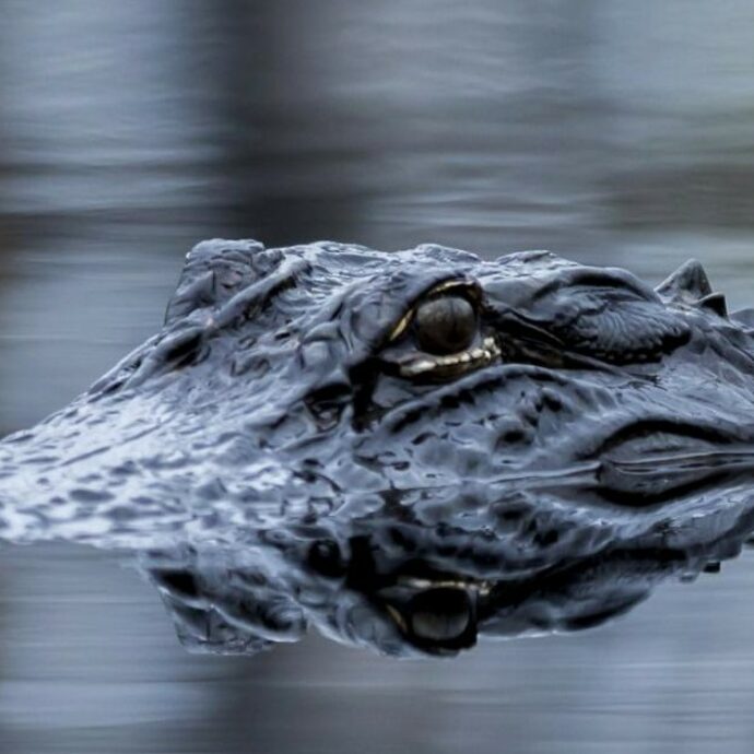 “Ecco Alligator Alcatraz: chi prova a scappare trova solo pitoni e alligatori ad attenderlo”: il nuovo carcere per immigrati in Florida