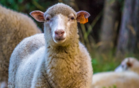 Copertina di Trascinano una pecora nell’area giochi di un parco, la appendono all’altalena, la sgozzano, la cucinano e la mangiano: arrestati