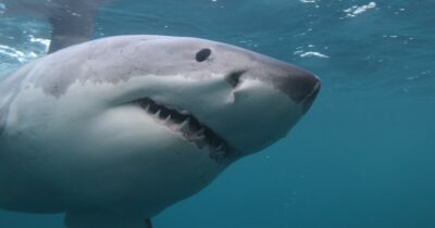 Copertina di Lo squalo bianco è quasi in via di estinzione in Sudafrica. E il “killer” in questo caso è l’uomo. Ecco perché non è affatto una buona notizia