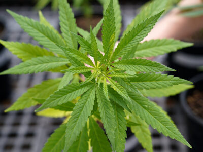 Copertina di Canapa, vietato il Cbd ad uso orale: è un farmaco stupefacente. La sentenza del Tar legittima il decreto Schillaci
