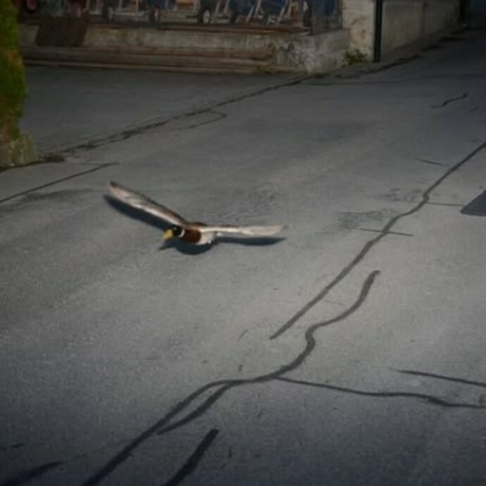 “Una pirata della strada nota e recidiva”: autovelox “multa” un’anatra per aver superato il limite di velocità