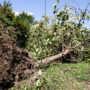 Copertina di Abbattere gli alberi in nome dell’ambiente, il paradosso reso possibile anche grazie ai fondi del Pnrr